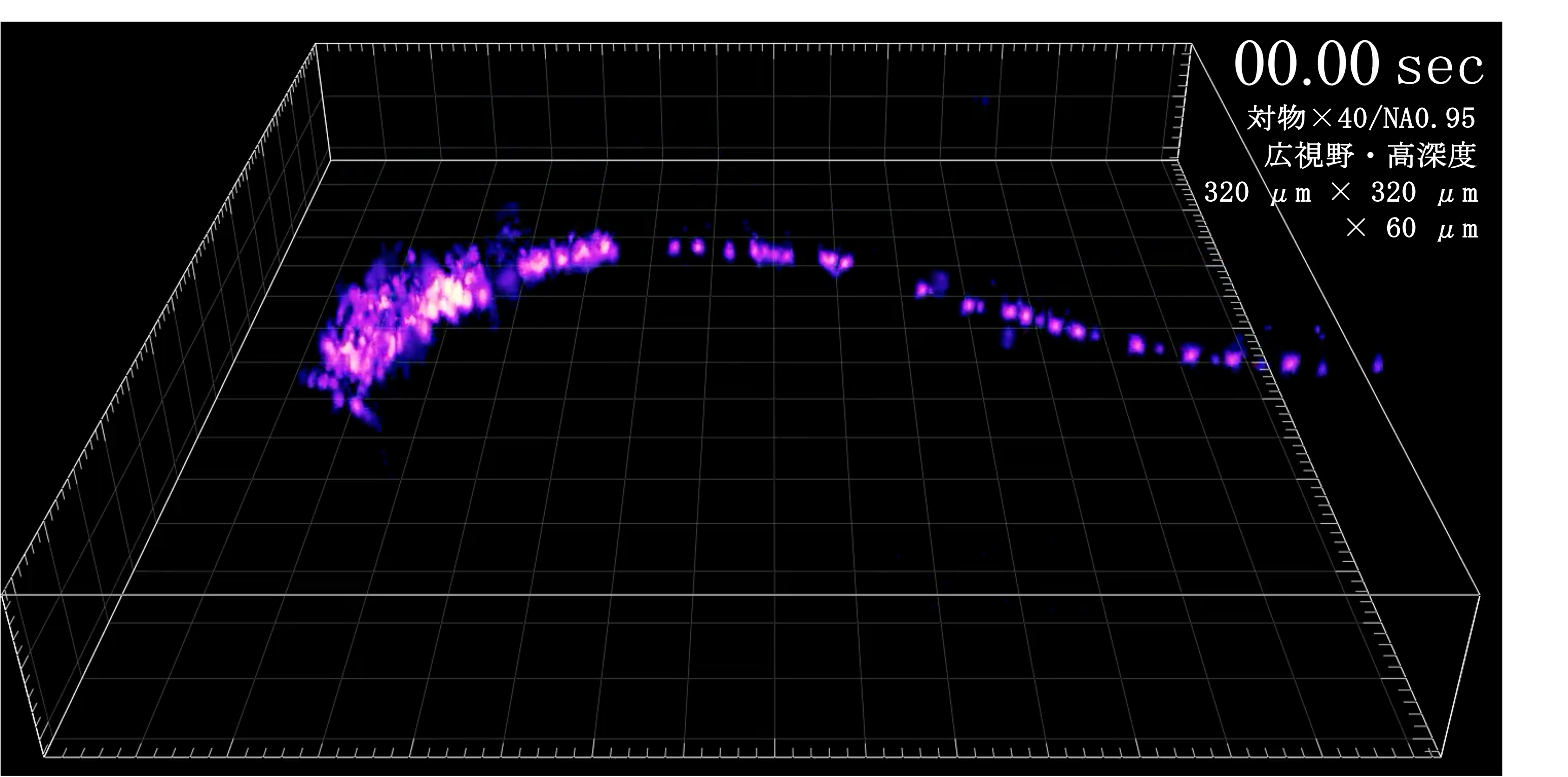 線虫の全神経細胞の活動が滑らかな動画として記録できた様子