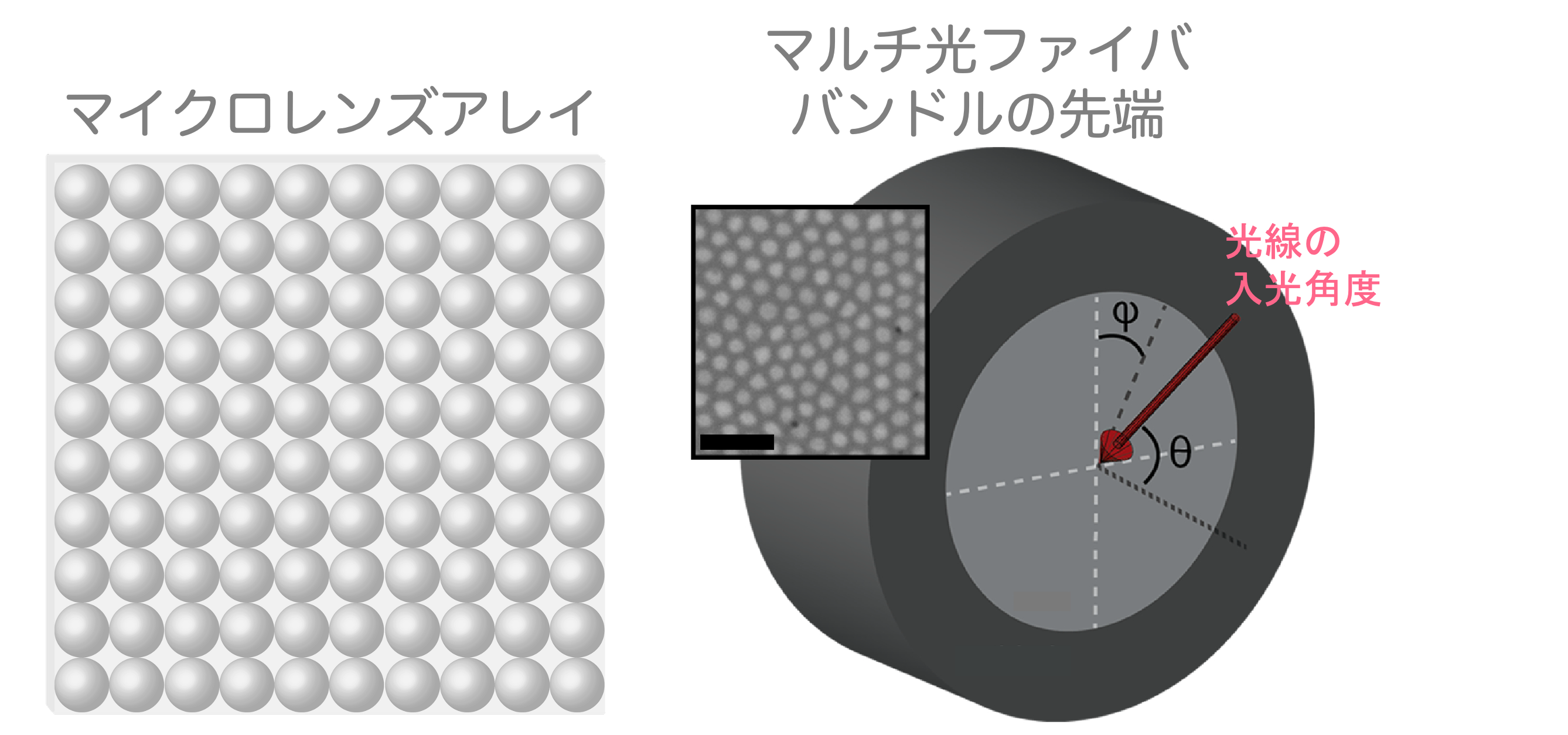 光ファイバーの束がマイクロレンズアレイと同等な働きをすることの概念図